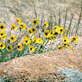 Yellow Wildflowers on the Rocks